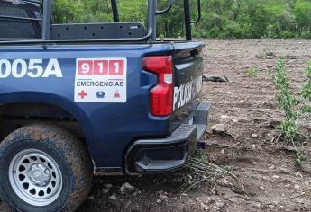 Encuentran cuerpo en descomposición en campo agrícola de Mocorito 