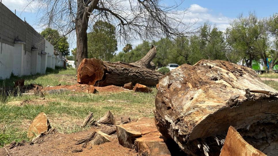 Denuncian ecocidio en la alameda de la Mochis – Topolobampo, exigen intervención inmediata