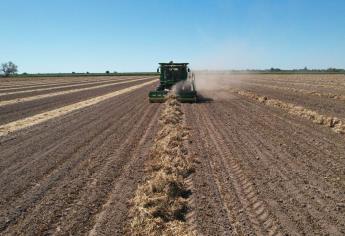 Culmina la cosecha de granos y oleaginosas en el norte de Sinaloa