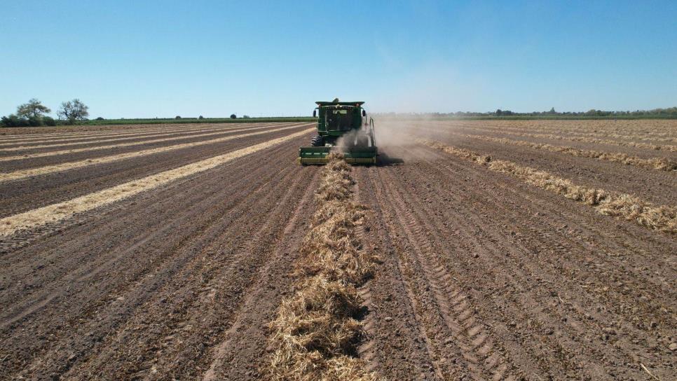 Culmina la cosecha de granos y oleaginosas en el norte de Sinaloa