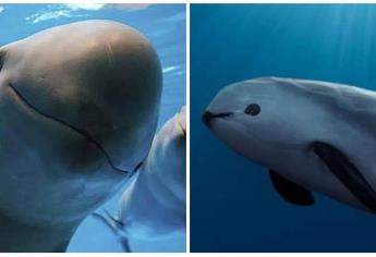 ¿Cuántas vaquitas marinas quedan en el Golfo de California? Esta especie está punto de extinguirse