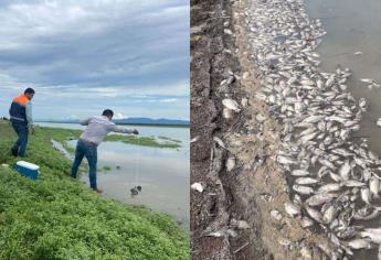 Mueren cientos de peces en la presa Miguel Hidalgo, ¿Por qué?