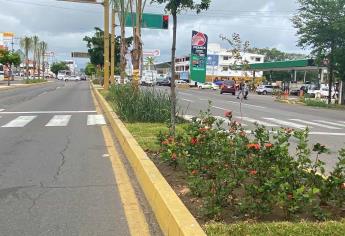 En Mazatlán invierten millón y medio de pesos en comprar plantas y árboles para embellecer las avenidas 