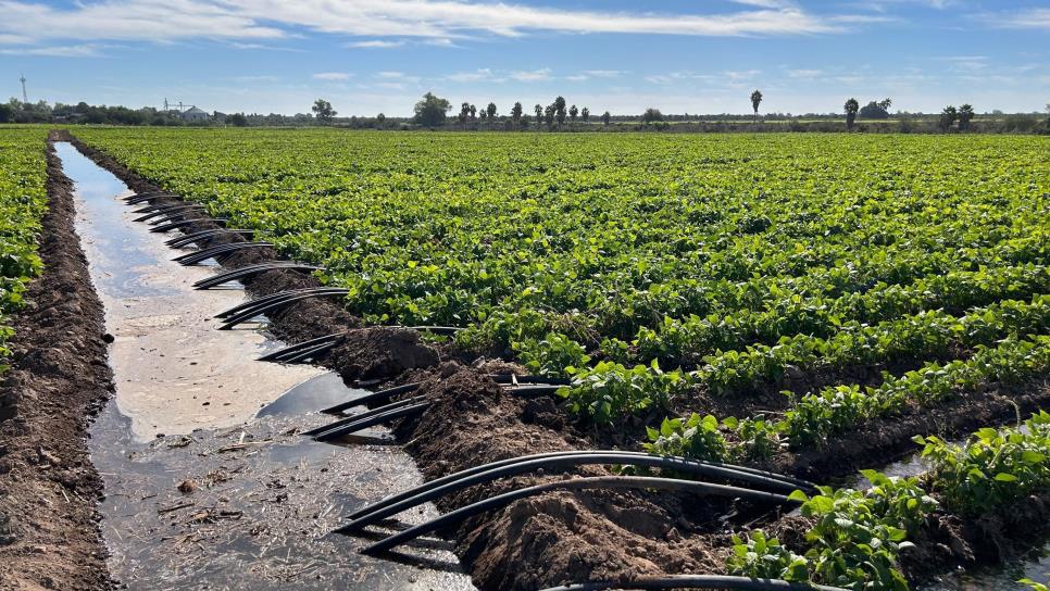 FIRA ofrece créditos de segundo piso a productores de Sinaloa