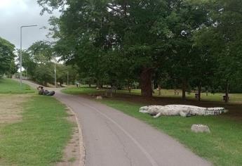 ¿Cuántos cocodrilos hay en el Parque Las Riberas de Culiacán?