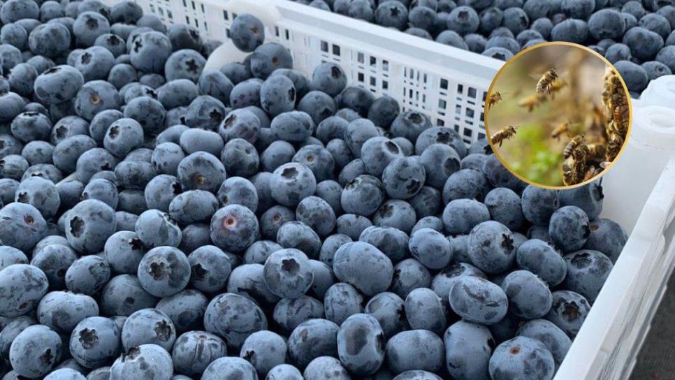 Productores de berries se van de Sinaloa por esta razón