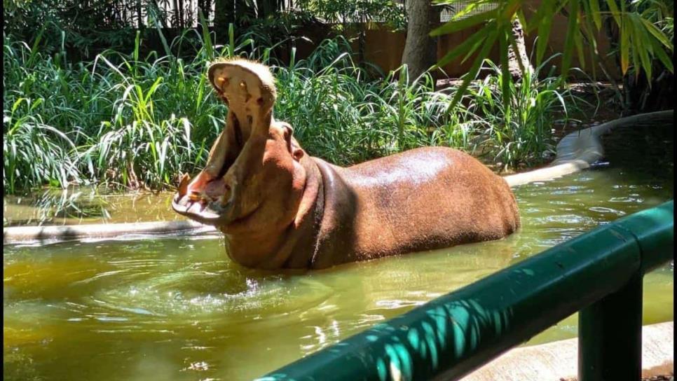 Muere “Kathie” la única hipopótamo del Zoológico de Culiacán