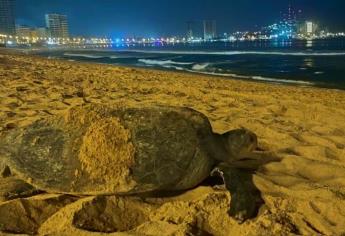 Tortuga negra anida nuevamente en las costas de Mazatlán