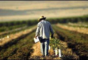 Sembrar para perder: El riesgo de los productores agrícolas en México