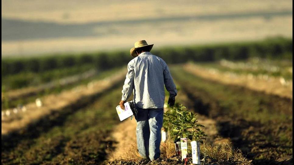 Sembrar para perder: El riesgo de los productores agrícolas en México