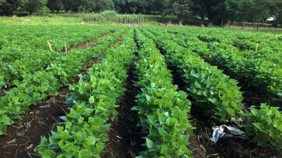 Agua que cayó en Guasave es suficiente para un ciclo igual que el año pasado: AARSP