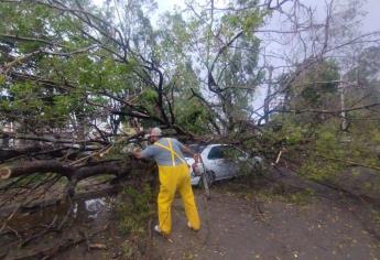 Tormenta Ileana deja árboles caídos y apagones en Ahome