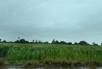 Módulos de riego deberán iniciar ciclo agrícola rescatando agua, pero no hay dinero