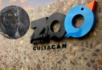 Zoológico de Culiacán rescata a “Tita”, la tigresa asegurada en Elota