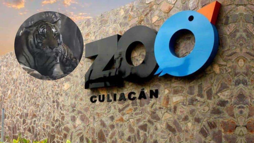 Zoológico de Culiacán rescata a “Tita”, la tigresa asegurada en Elota