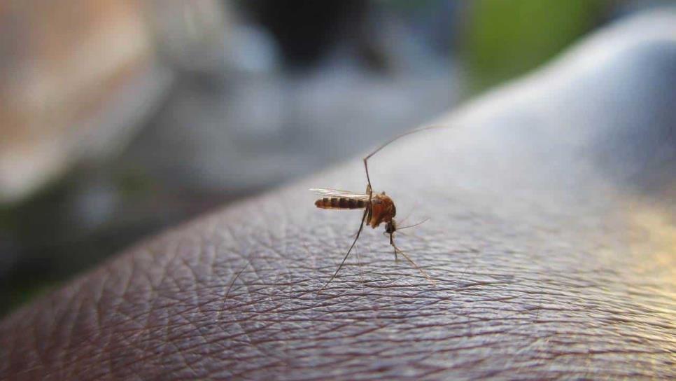 Así puedes detectar los síntomas del dengue antes de acudir al médico