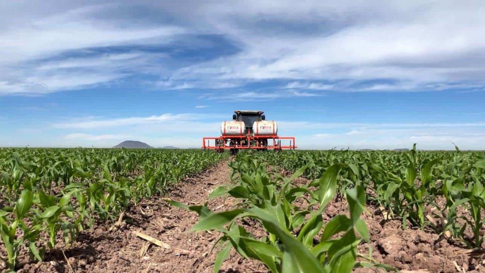 Sinaloa dejará de ser “el granero de México”