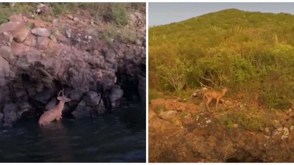 Captan a venado nadando en la bahía de Topolobampo | VIDEO