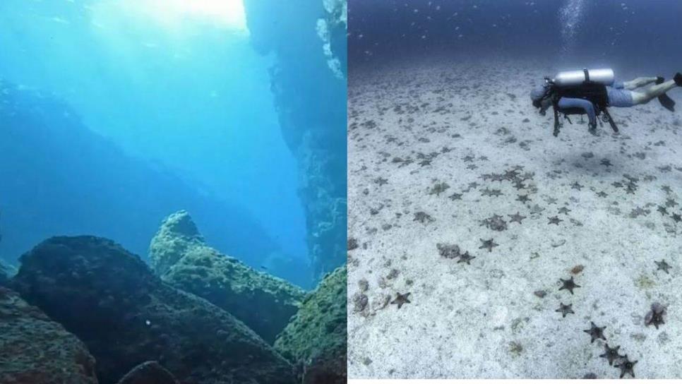 “El Acuario del Mundo”; ¿por qué se le llamó así al Mar de Cortés?