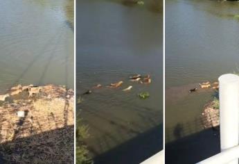 Perritos nadadores son captados cruzando el río de Culiacán | VIDEO