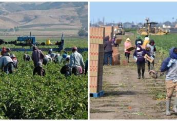 ¿De dónde provienen los jornaleros agrícolas que llegan a Sinaloa?