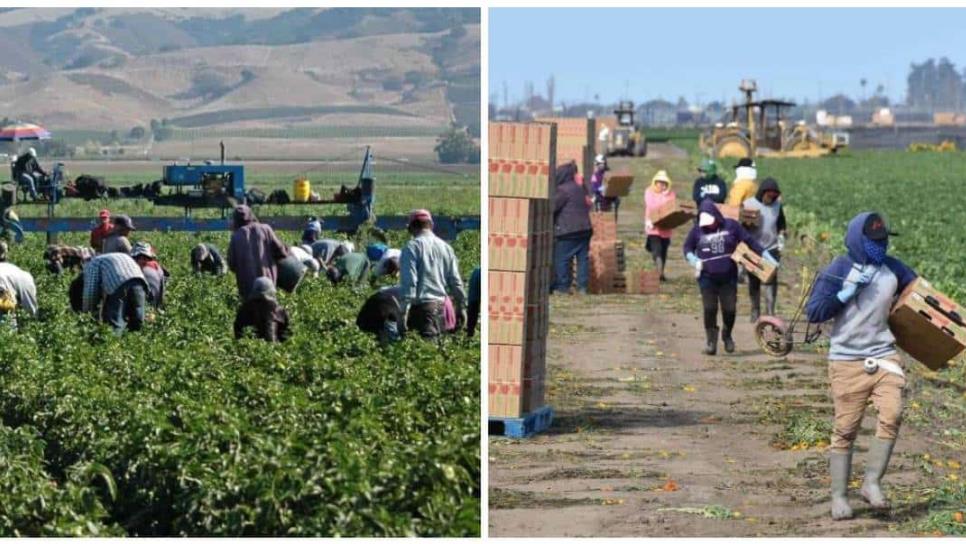 ¿De dónde provienen los jornaleros agrícolas que llegan a Sinaloa?