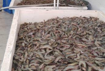 Pescadores venden camarón grande en 120 pesos el kilo en Ahome