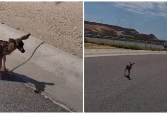 Captan crías de venados en carretera a Cabo San Lucas, todo un espectáculo | VIDEO