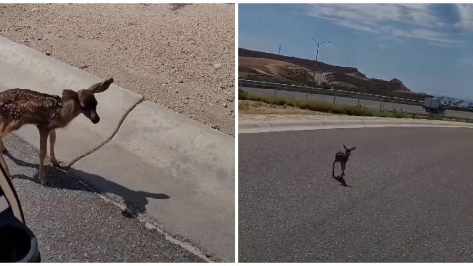 Captan crías de venados en carretera a Cabo San Lucas, todo un espectáculo | VIDEO