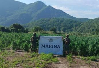 Marina localiza y destruye 132 toneladas de plantas de mariguana en Tamazula, Durango