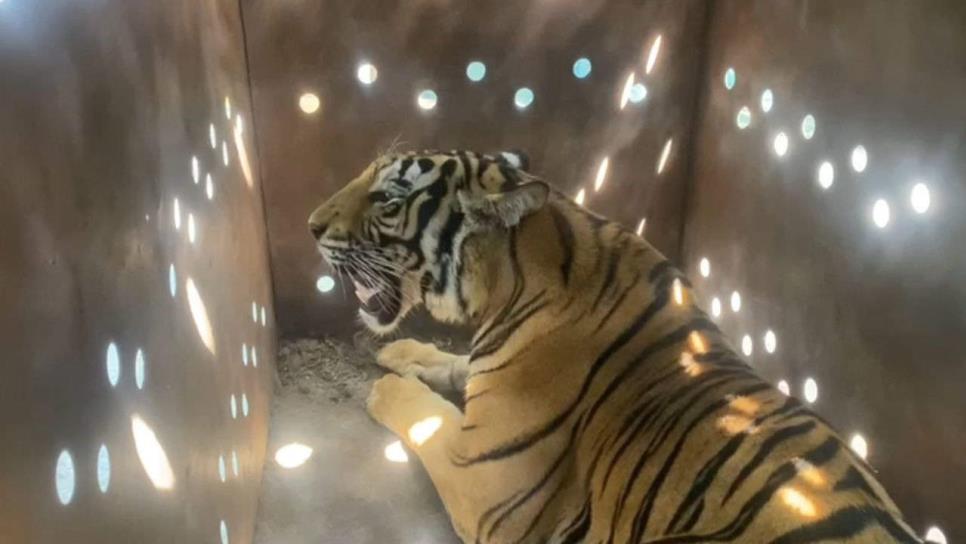 Ejército localiza a tigre de bengala abandonada en Culiacán