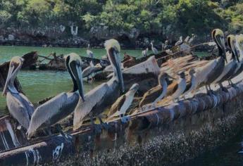 Topolobampo tiene un cementerio de barcos y no lo sabías: ¿Dónde está y cómo llegar?