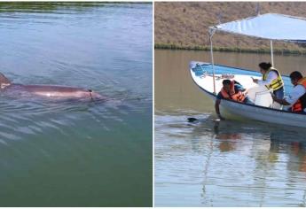 El Pechocho: ¿por qué se llama así el delfín más famoso de Sinaloa?