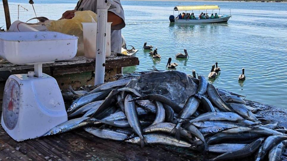 Playa Norte de Mazatlán, referente de la pesca en el sur de Sinaloa