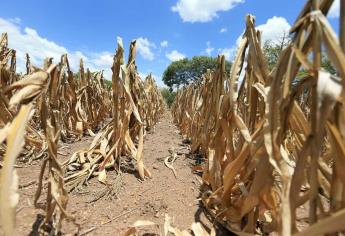 Distrito 075 en Sinaloa, el más castigado con restricciones de agua para el ciclo 2024-2025