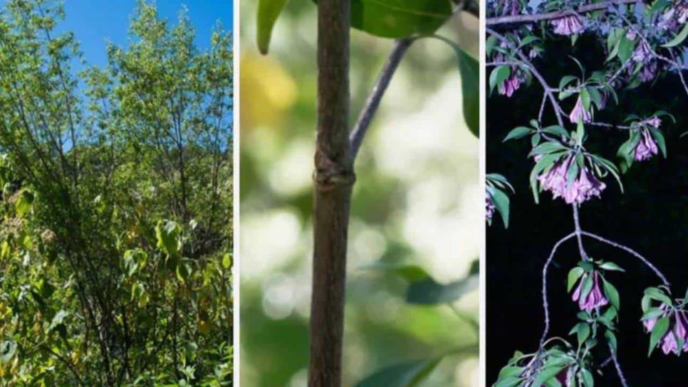 ¿Cuál es el nuevo árbol mexicano descubierto en Sinaloa?