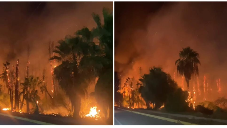 Incendio en palmeras en el CUM de Los Mochis moviliza a bomberos