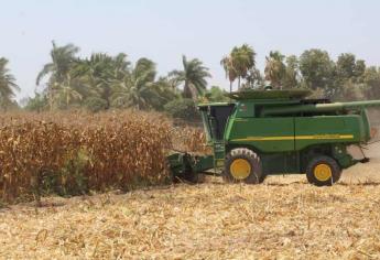 Sinaloa enfrenta la peor crisis agrícola: productores buscan apoyo urgente del gobierno