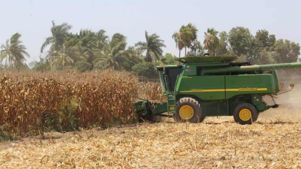 Sinaloa enfrenta la peor crisis agrícola: productores buscan apoyo urgente del gobierno