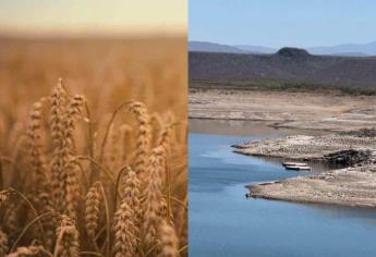 Productores de Sinaloa se preparan para sembrar trigo, pero no hay suficiente agua