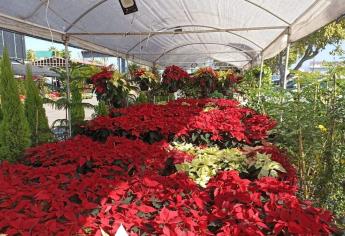 ¡Huele a navidad! Ya llegó la flor de Nochebuena y en estos lugares la puedes encontrar en Mazatlán 