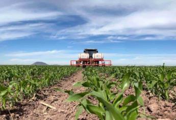 México podría enfrentar nuevos aranceles por maíz transgénico, advierte panel del T-MEC