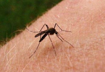 El frío comienza a reducir los casos de dengue en Sinaloa