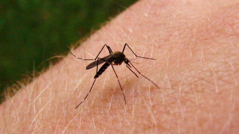 El frío comienza a reducir los casos de dengue en Sinaloa