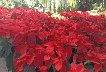 ¿Cuánto cuesta una planta de Nochebuena y en dónde comprarla en Mazatlán?