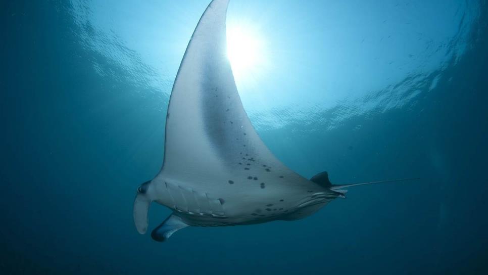 Así fueron capturadas dos mantarrayas gigantes en playas de Mazatlán | VIDEO