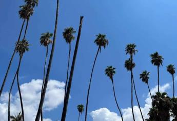 Cielos despejados y temperaturas agradables se esperan en Los Mochis este jueves, 21 de noviembre