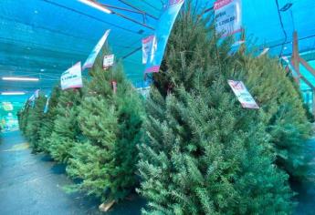 Pinos navideños naturales: ¿Cuánto cuesta el más barato y dónde puedes comprarlo?