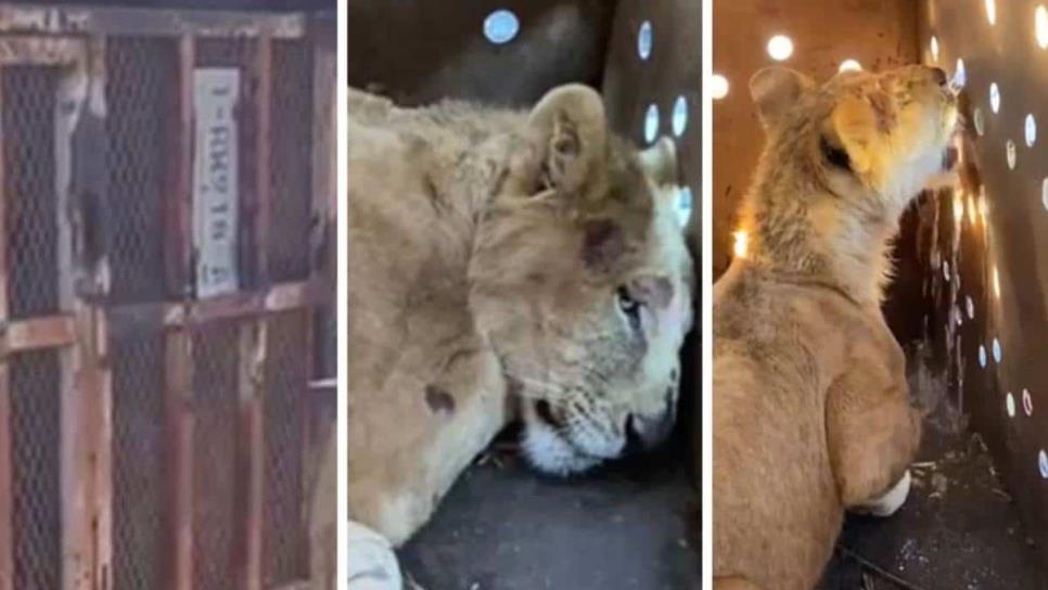 Rescatan a cachorro de león africano en El Fuerte; estaba en muy malas condiciones | VIDEO