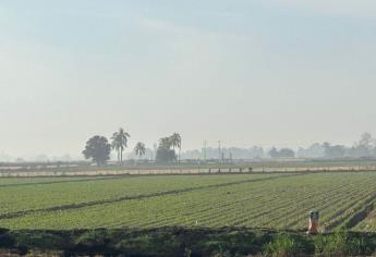 Sinaloa, con poca agua para sacar adelante el ciclo agrícola